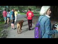 Tosa - Nave, Japanese Mastiff Training Downtown