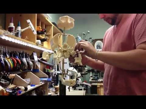 My finished beauchene skull