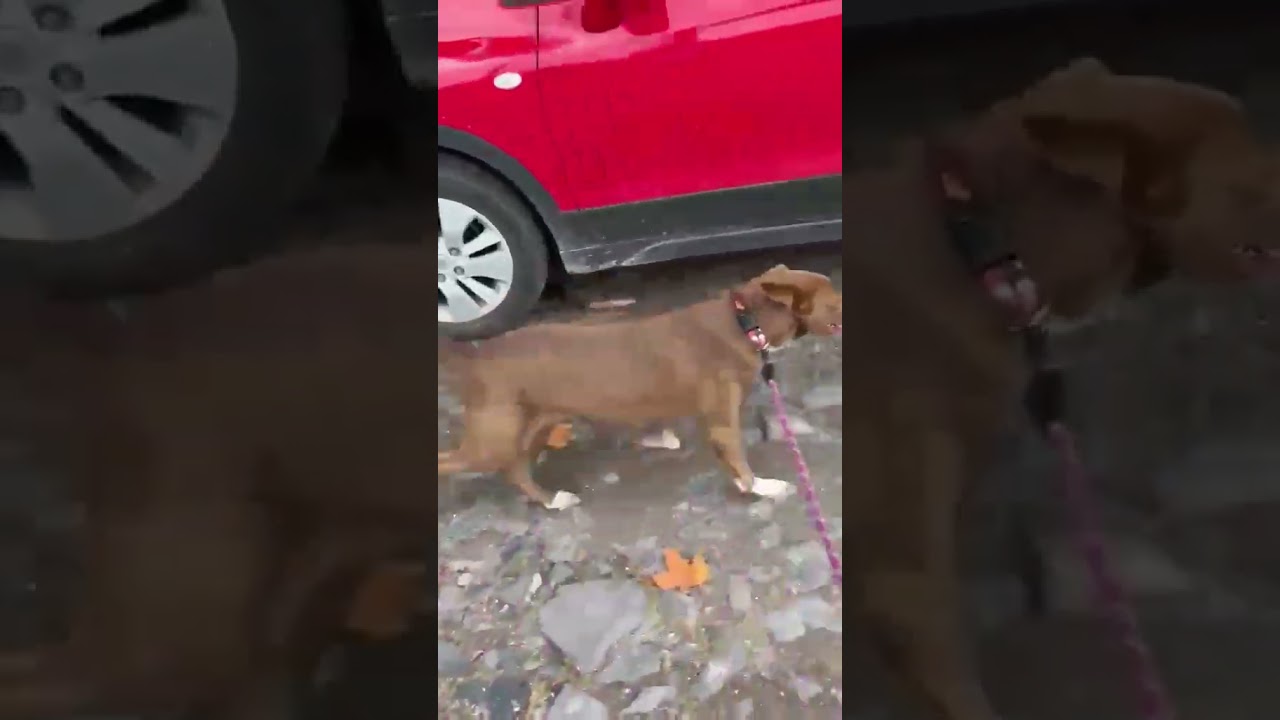 Enlarge SOL (FOSTERED), a Adoptable mixed breed in Langley, BC video 6/6