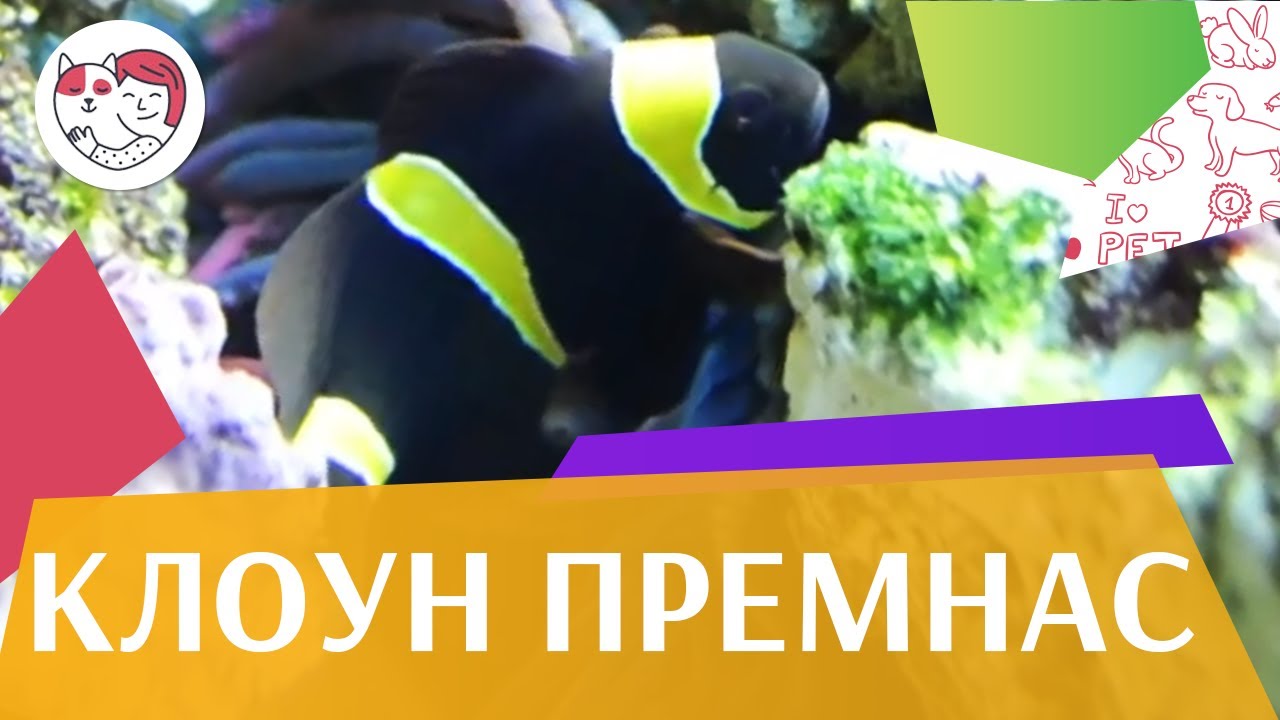 Клоун премнас трехполосый Характер на ilikepet