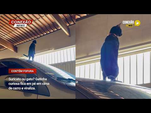 Vídeo: Suricato ou gato? Gatinha curiosa fica em pé em cima de carro e viraliza.