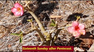 Sixteenth Sunday after Pentecost.