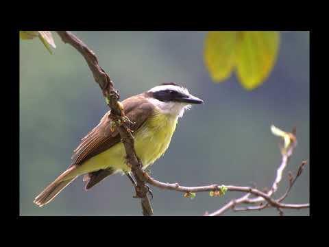 (Type Beat) (Type Beat)Trap Do (Bem Te Vi)