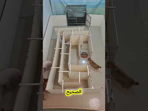 🐶 هذا الكلب الأبيض أثبت أنه الأذكى بين جميع الكلاب! 😱🧠