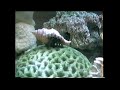 Salt Water Aquarium VHS Footage From 80 S And 90 S