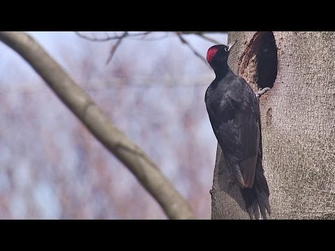 BuitenGewoon 8-09-2015 Veluwe II