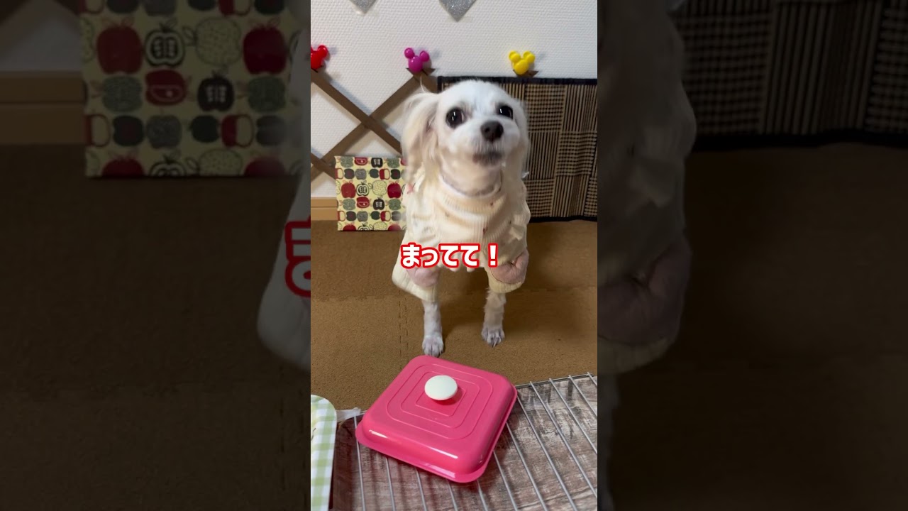 【三つ編み犬】ちょこっと動画No.61 とうもろこし！あら不思議w #しゃべる犬 #かわいい犬  #おもしろ犬 #賢い犬 #kawaii #犬のいる生活 #おもしろ犬動画  #pet