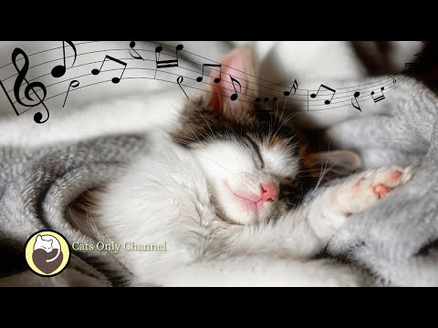 Cat Purring & 528Hz Healing Frequency - Deep Sleep Music for Anxiety and Stress Relief