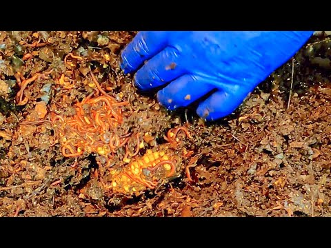121-day red wiggler worm bin's 12th feeding (minus its buddy bin) - vermicompost