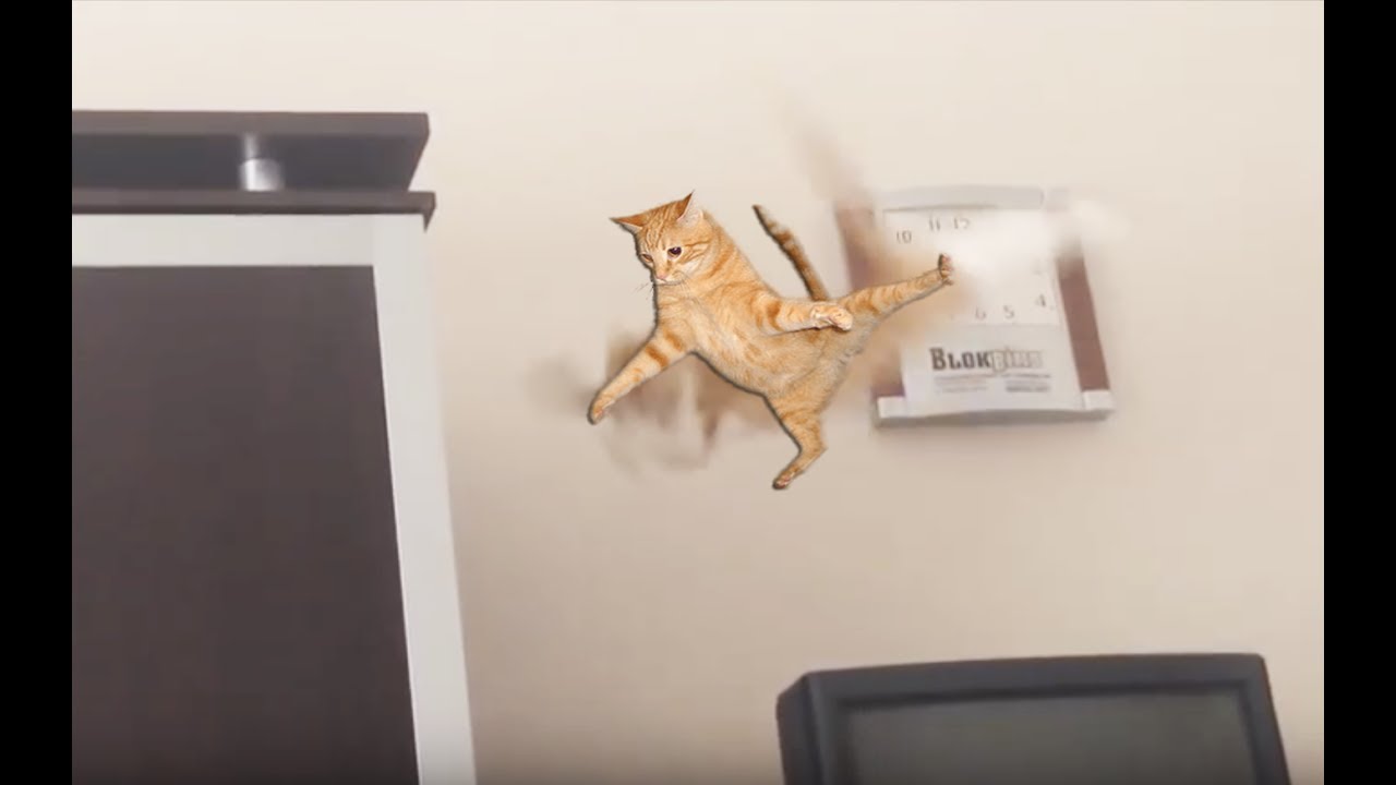 Epic Cat Jump Fail 2016
