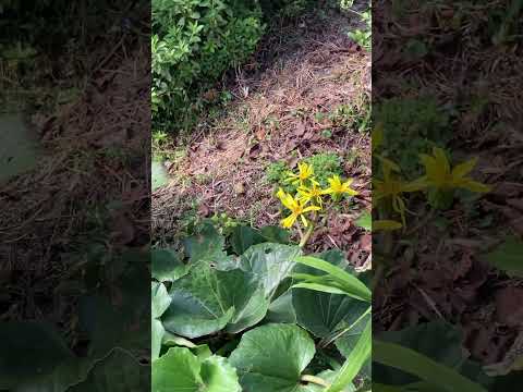 寒さ、暑さ、干ばつ、風など、あらゆるものに耐える植物を発見してください。  庭園