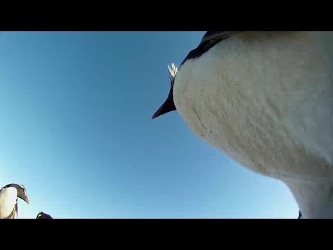 Penguins Spy in the Huddle 1of3 The Journey