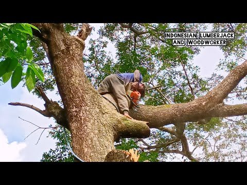 High risk !! Trembesi tree felling process, Indonesian style.