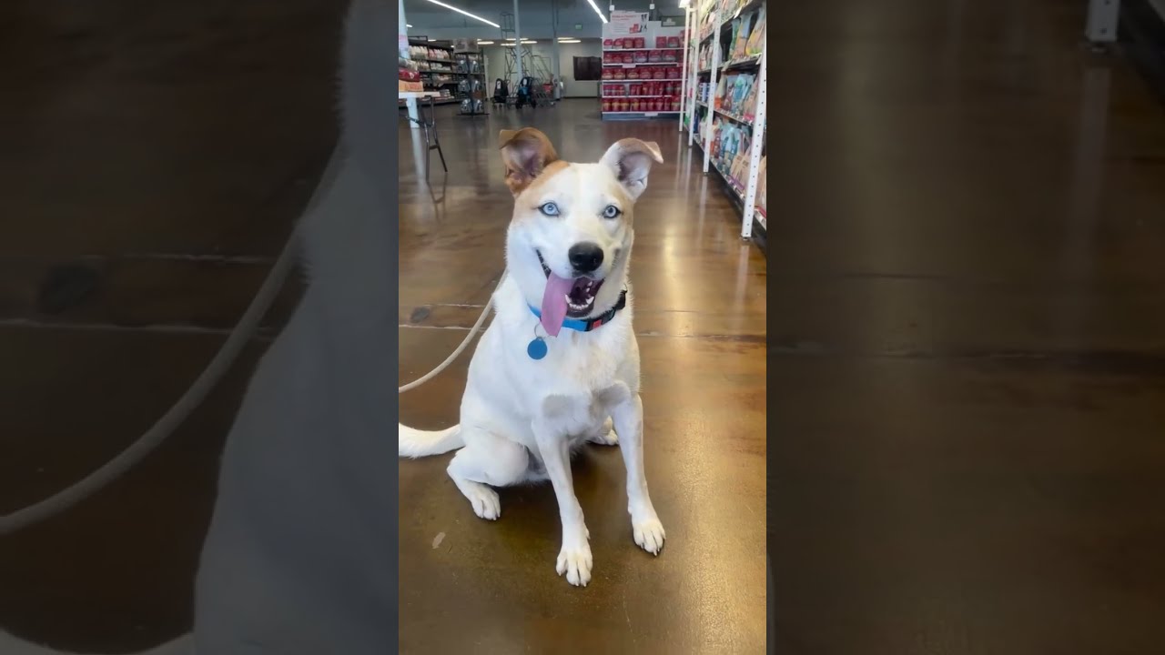 Sky, a ADOPTABLE mixed breed in Burbank, CA video 6/6