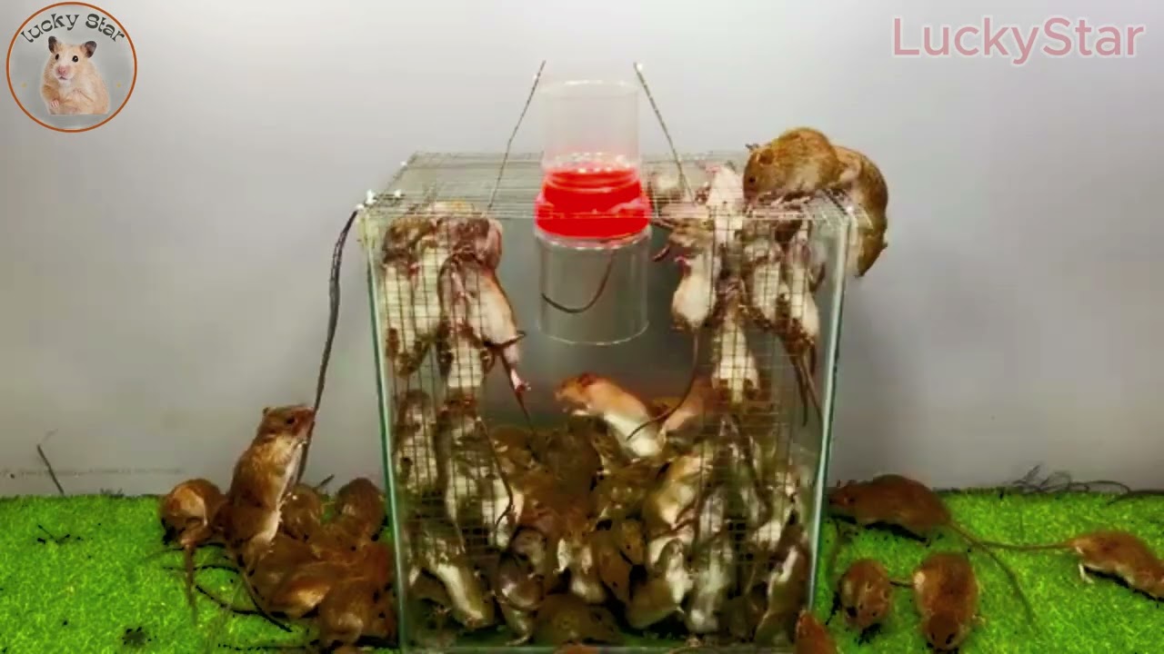 スマートなネズミ捕り / プラスチックパイプ製の最高のネズミ捕り 2025