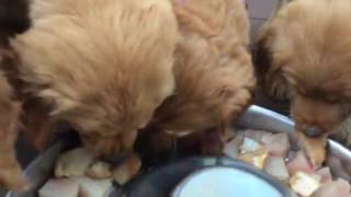 Puppies Eating their First Meal of Fish