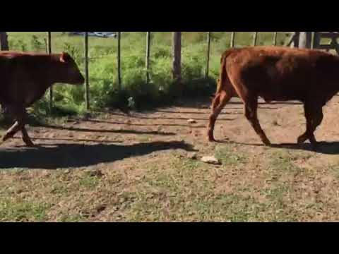 Lote 64 Terneros/as en Chascomús, Buenos Aires