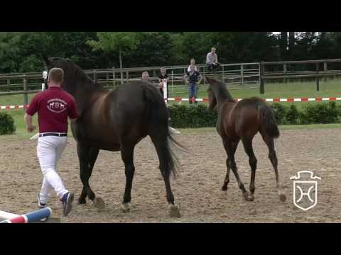 A457 Stutfohlen von Damon - Fabriano - Trapper