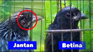 Download lagu Male and Female Srikantil / Srigunting Batu Birds ala Kicau Paradise mp3 Download lagu Male and Female Srikantil / Srigunting Batu Birds ala Kicau Paradise mp3