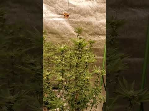 SE5000 grow day 23 of flower