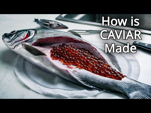 How STURGEON CAVIAR Is Farmed and Processed