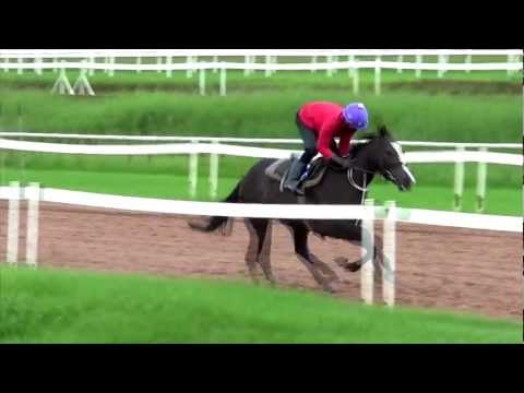 Dirtydealin Mamma trackwork