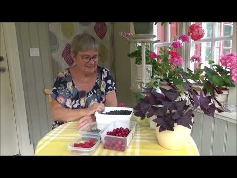 Avsnitt 42, 2022  Bär, Kålnät och sticklingar