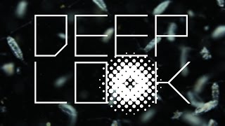 Welcome to Deep Look | PBS Digital Studios | KQED