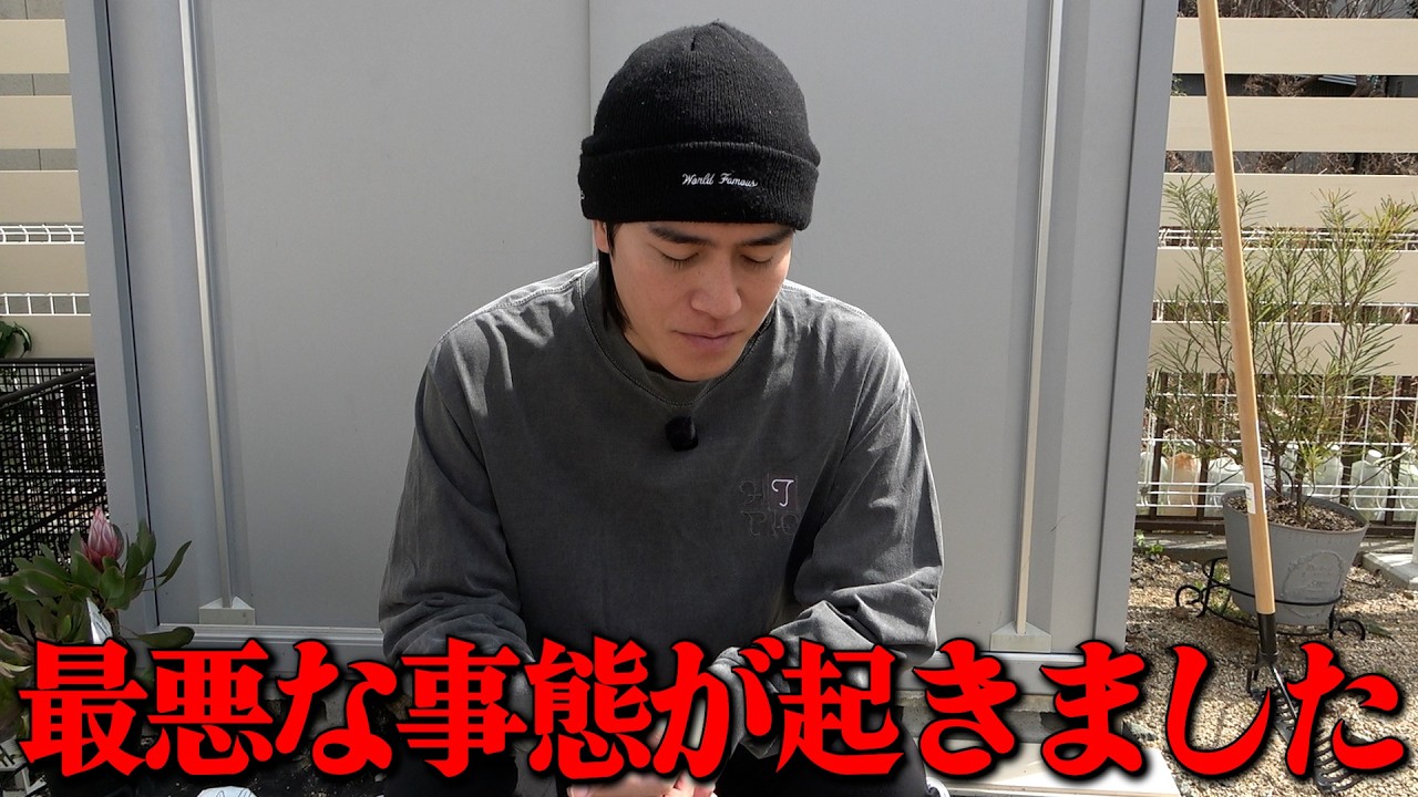 じゅんぺいの身に何が・・・【ガーデニング】【園芸】【園芸初心者】【じゅんぺい君】