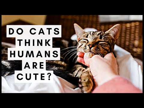 Do Cats Think Humans Are Cute? - YouTube