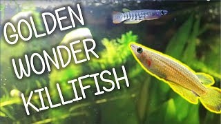 Golden Wonder Killifish | Basic Care