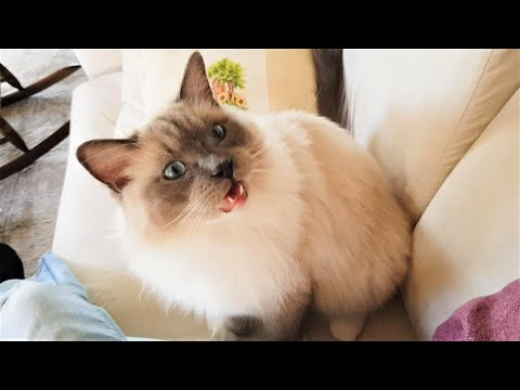 Cutest Cat Meowing for Cuddles - Ragdoll Pistache