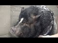 Dramatic Pot Belly Pig At The Dog Groomers