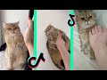 Kung Fu Hand Pranks On Cats Tiktok Compilation