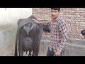 Live Milking 2nd Timer Monu Ghirai