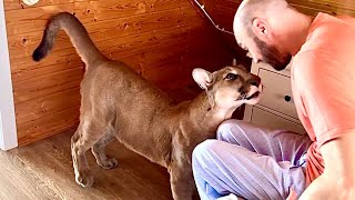 Пума Месси после голодного дня! Почему он становится таким когда очень голод