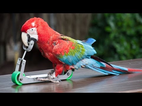 Funny Parrots Going Crazy Compilation 2018!
