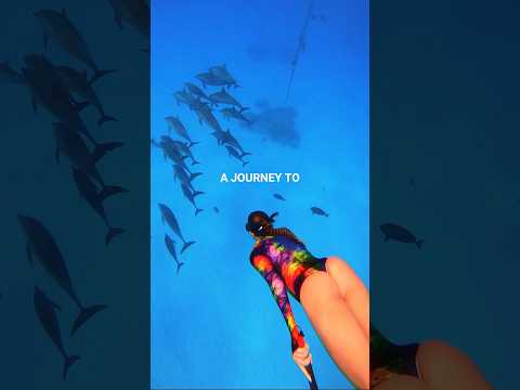 Secret Dolphin Reef 🐬 Red Sea Liveaboard #diving #adventureawaits #liveaboard