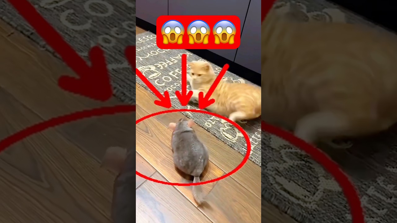 Cat vs Rat fight😳😱#shorts #shortsfeed #comedy #cat #funny #trending  #dubbingdappa #rat #foryou