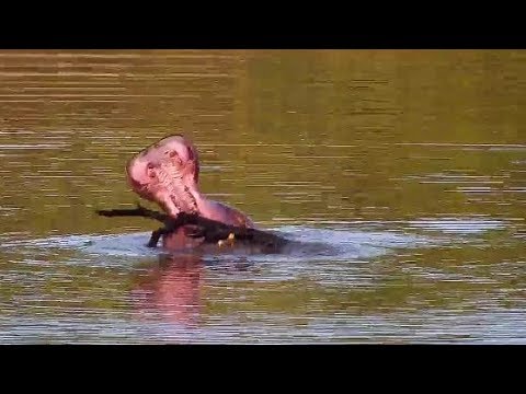 Djuma: Hippo playing with stick - 17:38 - 03/08/20