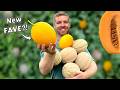 How To Grow Cantaloupe Melons From START TO FINISH Full Guide BONUS Melon Variety