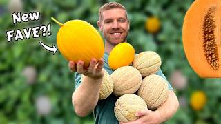 How To Grow Cantaloupe Melons From START TO FINISH - Full Guide + BONUS Melon Variety