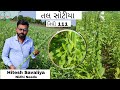 તલ પાક તલ નિધી સોટીયા Sesame Nidhi 111 Sotiya Till Farming