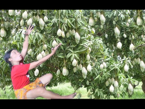 survival in the rainforest; wow gril and dog meet  fruit mango  awesome  natural  for food   eating