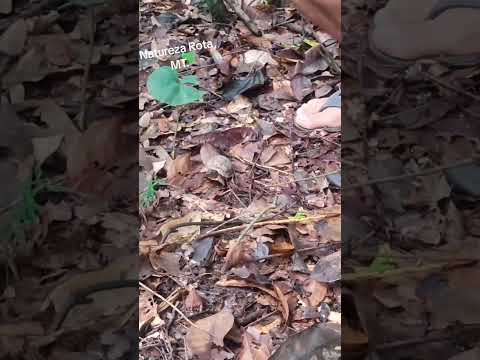 Fiote de Jabuti Selvagem Encontrei no município de Planalto Da Serra MT.