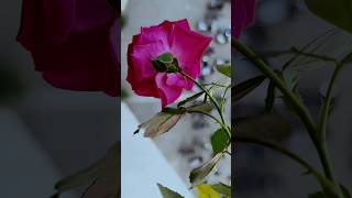 Download lagu Kya hua tera wada | क्या हुआ तेरा वादा | Mohammed Rafi #kyahuateravada #mohammedrafi #mohammadrafi mp3 Download lagu Kya hua tera wada | क्या हुआ तेरा वादा | Mohammed Rafi #kyahuateravada #mohammedrafi #mohammadrafi mp3