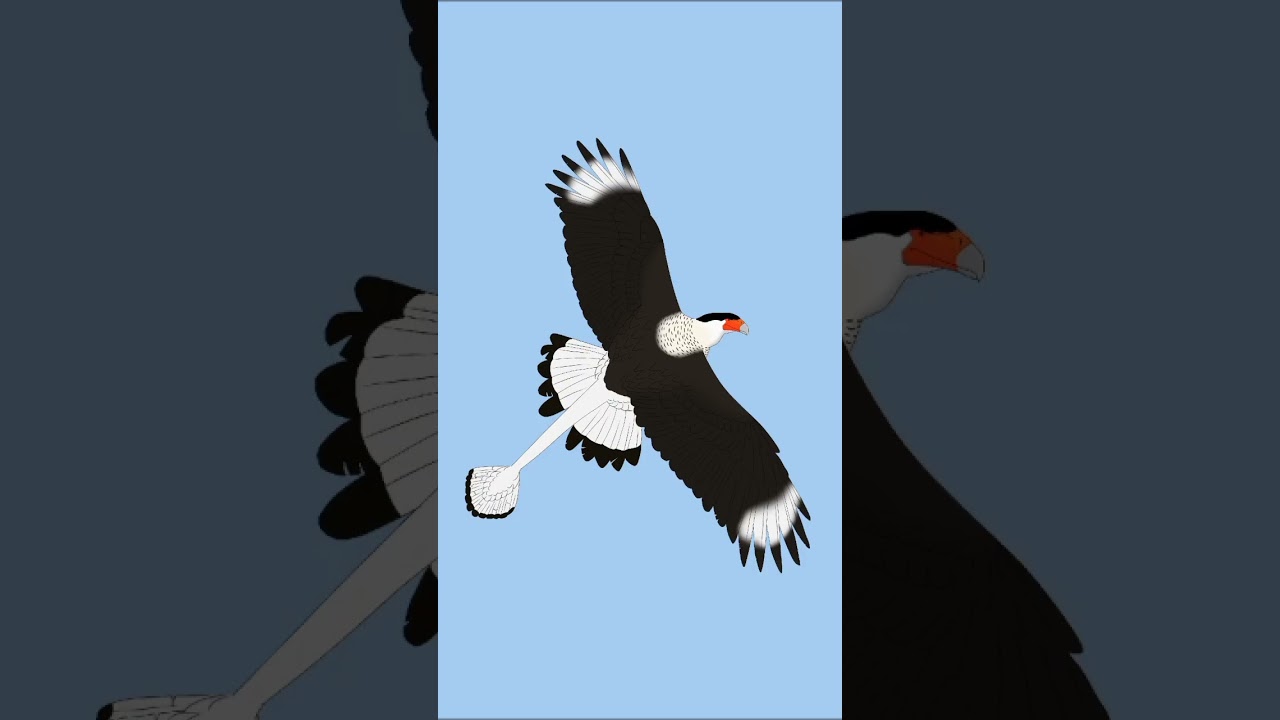 my speculative evolution project #speculativeevolution #evorna