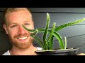 Fool Proof Way To Quickly Grow Dragon Fruit From Seed WITH RESULTS Shorts