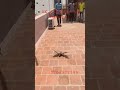 Best Ground Roller Pigeon ️ AK Pigeon Loft Madurai ️ ️ 7708377799