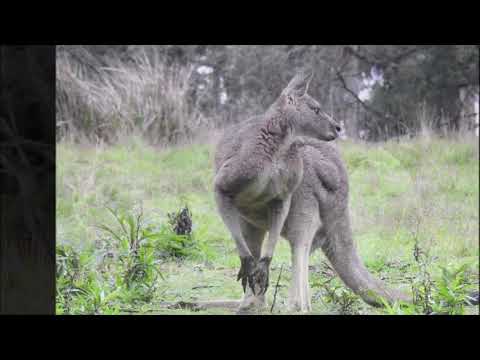 Australia trip, Part 3 (of 3) - Victoria
